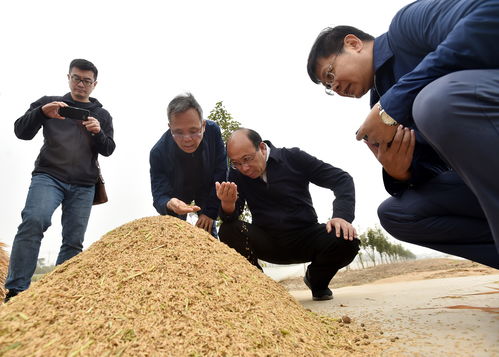 高富帅 稻米新品种田间 应考 平均亩产达634.7千克