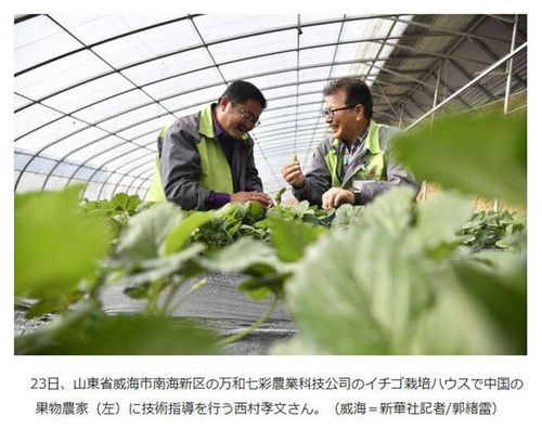 新华社关注报道 南海新区打造现代化农业新名片